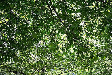 Fami通评最受欢迎的《塞尔达传说：王国之泪》角色：塞尔达第一